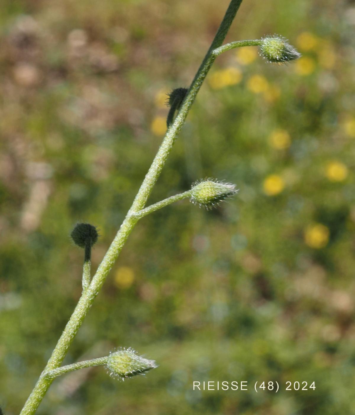 Forget-me-not, Field fruit